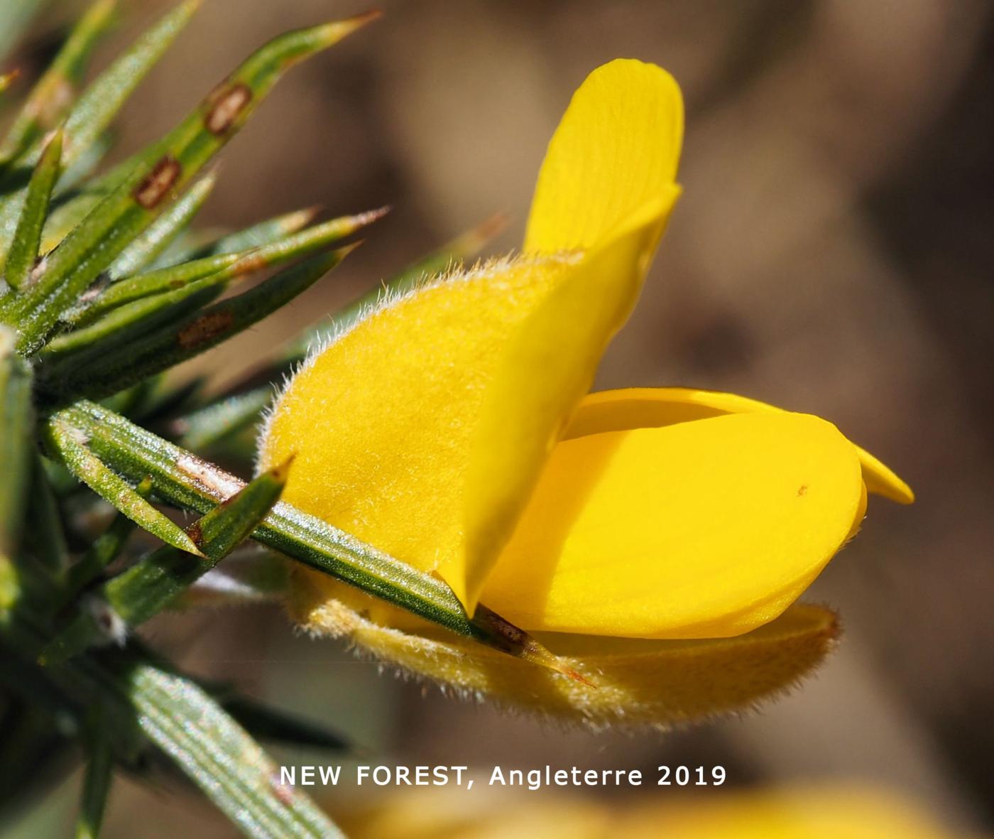 Gorse flower